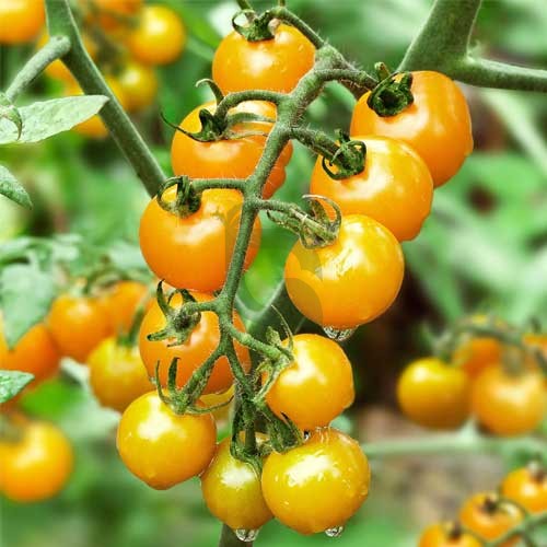 Yellow Cherry Tomato Seeds