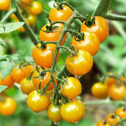 Yellow Cherry Tomato Seeds