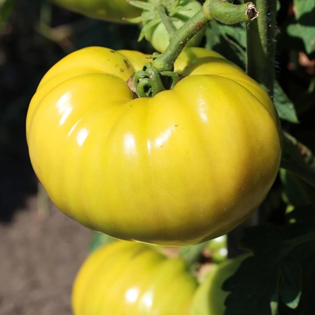 Yellow Dixie Golden Giant Tomato Seeds