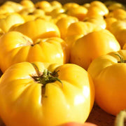 Yellow Dixie Golden Giant Tomato Seeds
