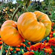 Yellow Giant Belgium Tomato Seeds