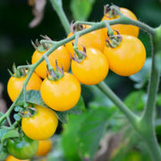 Yellow Grape Tomato Seeds