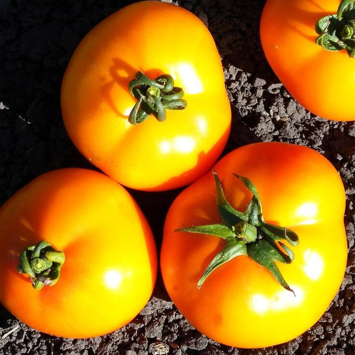 Yellow & Orange Big Tomato Seeds