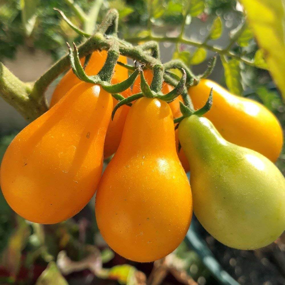 Yellow Pear Organic Tomato Seeds