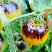 Yellow and Black Tomato Seeds