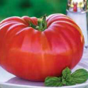 Zac Tomato Seeds