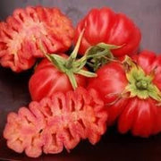 Zapotec Tomato Seeds