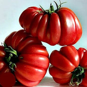 Zapotec Tomato Seeds
