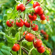 Tomato Seeds - for Home Gardens Seeds
