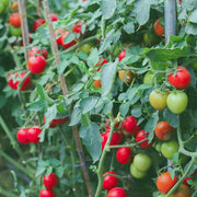Tomato Seeds