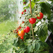 Tomato Seeds