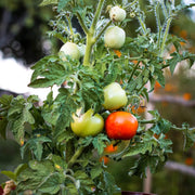 Tomato Seeds