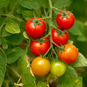 Tomato Seeds