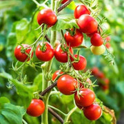 Tomato Seeds