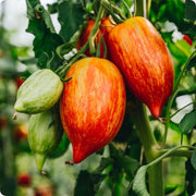 Speckled Roma Tomato Seeds