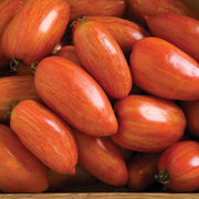 Speckled Roma Tomato Seeds