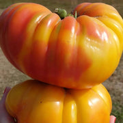 Striped German Red & Yellow Tomato Seeds