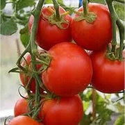 Sub Arctic Plenty Tomato Seeds
