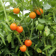 Sun Gold Cherry Tomato Seeds