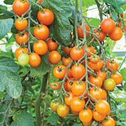 Sungold Tomato Seeds