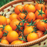 Sungold Tomato Seeds