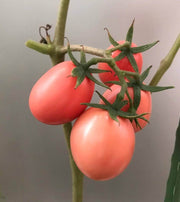 Thai Pink Egg Tomato Seeds