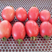 Thai Pink Egg Tomato Seeds