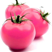 Thick Pink Tomato Seeds