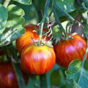 Tigerella Tomato Seeds