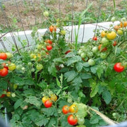 Tiny Tim Tomato Seeds