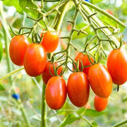 Trip-L-Crop Tomato Seeds