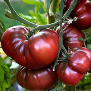 Truffle Black Tomato Seeds