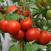 Vecchio Wyandotte Tomato Seeds
