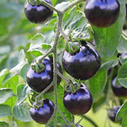 Violet Tomato Seeds