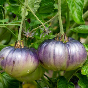 Violet Green Tomato Seeds