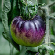 Violet Green Tomato Seeds