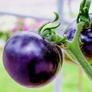 Violet Tomato Seeds