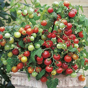 Vishenka Cherry Tomato Seeds