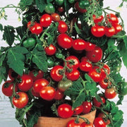 Vishenka Cherry Tomato Seeds