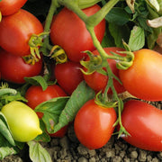 Viva Italia Tomato Seeds