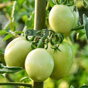 White Tomato Seeds