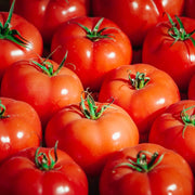 Whopper Tomato Seeds