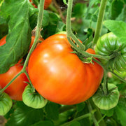 Whopper Tomato Seeds
