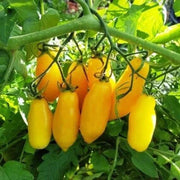 Yellow Banana Tomato Seeds
