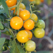 Yellow Cherry Tomato Seeds