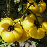 Yellow Dixie Golden Giant Tomato Seeds