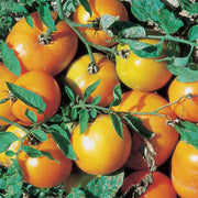 Yellow Giant Belgium Tomato Seeds