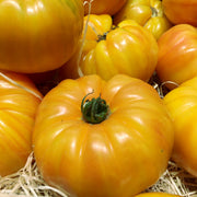 Yellow Giant Belgium Tomato Seeds