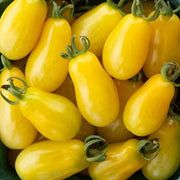 Yellow Grape Tomato Seeds