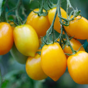 Yellow Grape Tomato Seeds